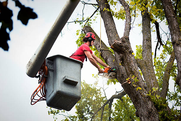  , USA Tree Care Services Pros